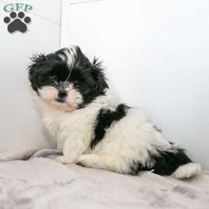 Lindy, Shih Tzu Puppy